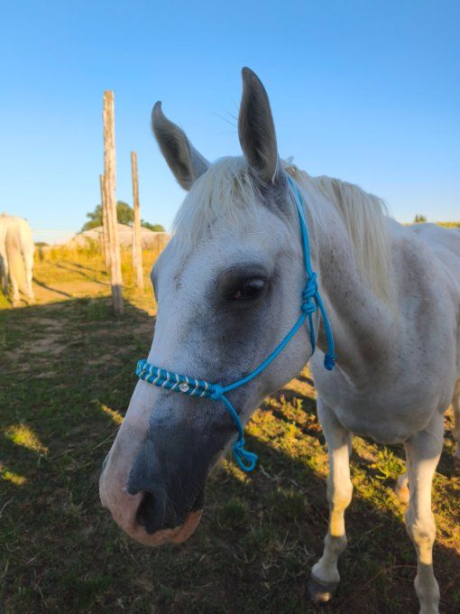 Licol taille Cob Summer édition 