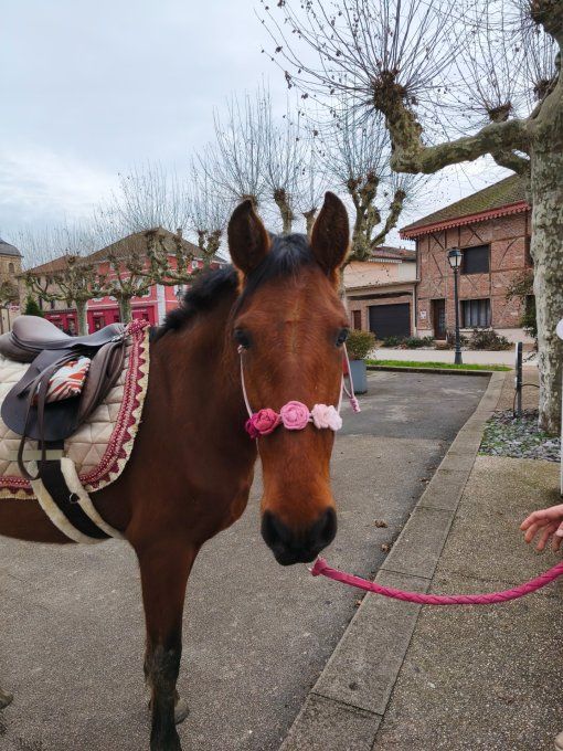 Licol Rosalia taille cheval