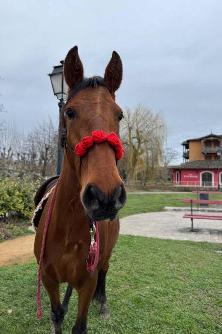 Licol Rosalia L'espritxBaume