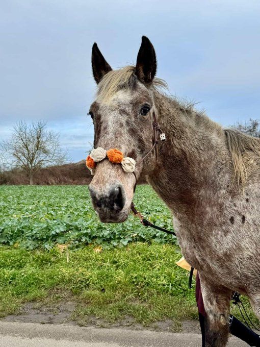 Licol Rosalia taille cheval